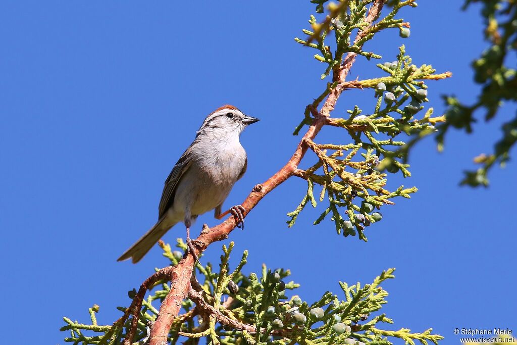 Chipping Sparrowadult