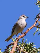 Chipping Sparrow