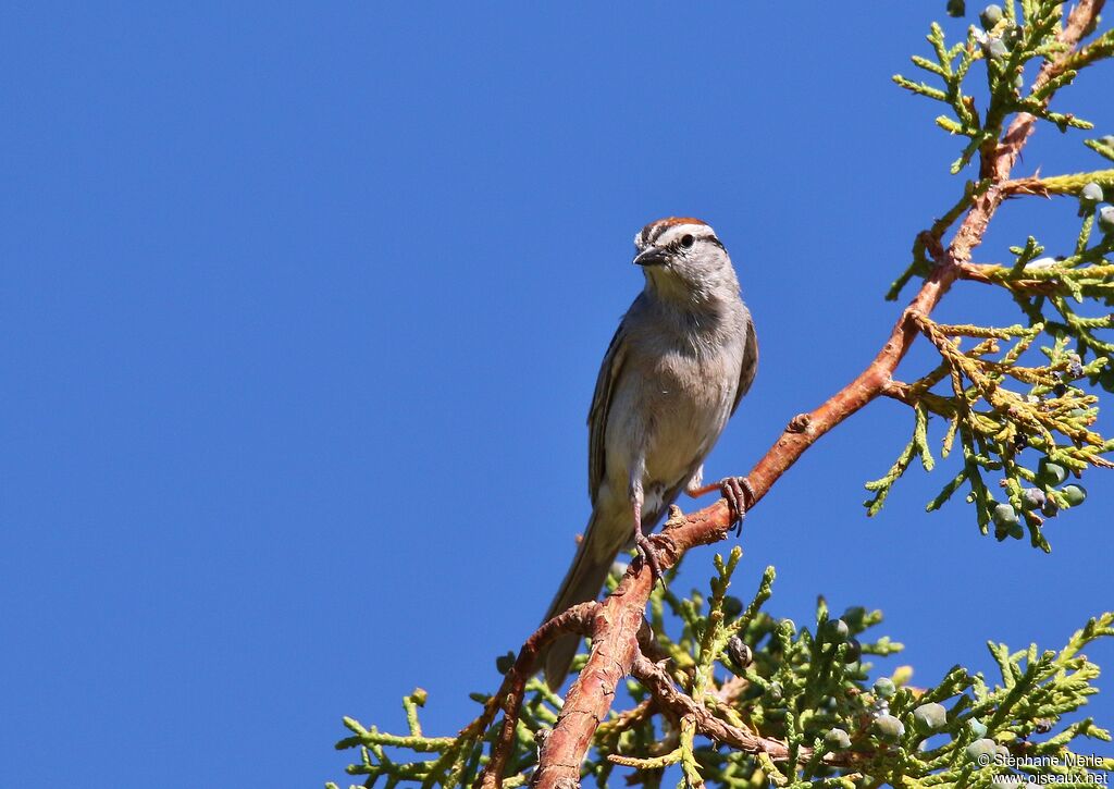 Chipping Sparrow