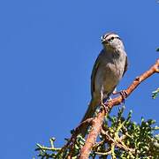 Chipping Sparrow