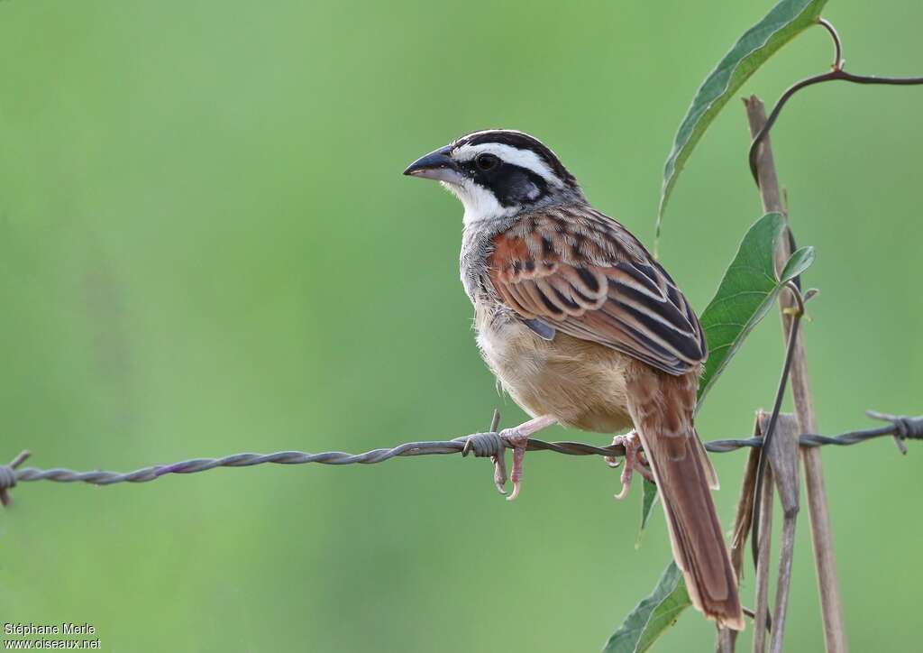 Bruant lignéadulte, identification