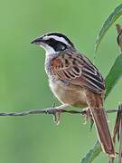 Stripe-headed Sparrow