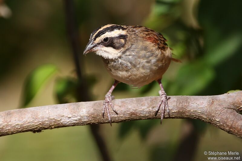 Stripe-headed Sparrowadult