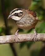 Stripe-headed Sparrow