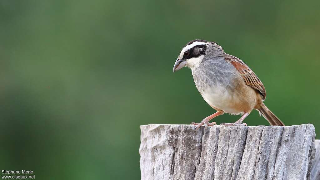 Stripe-headed Sparrowadult, pigmentation