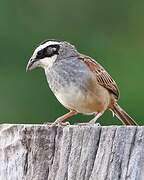 Stripe-headed Sparrow