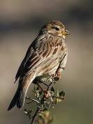 Corn Bunting