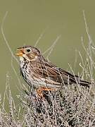 Corn Bunting