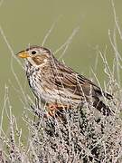 Corn Bunting