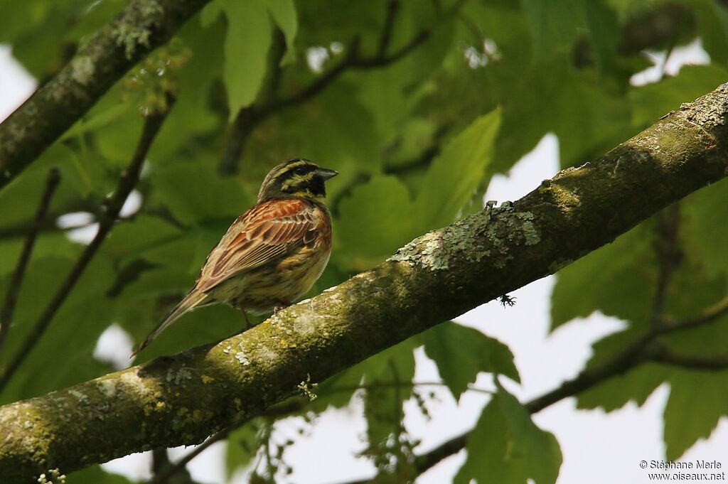 Cirl Bunting male adult