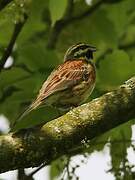 Cirl Bunting