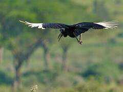 Abyssinian Ground Hornbill