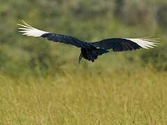 Abyssinian Ground Hornbill