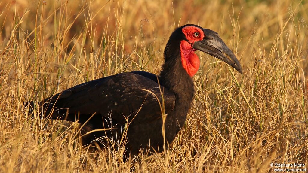 Southern Ground Hornbill