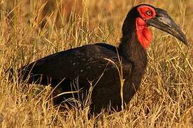 Southern Ground Hornbill