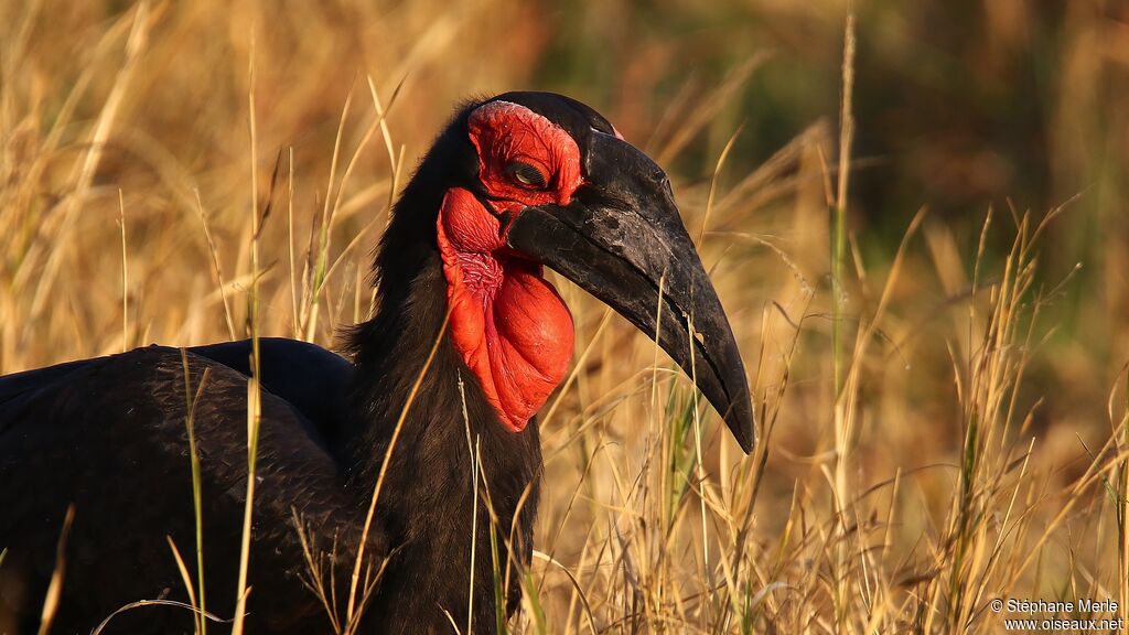 Southern Ground Hornbill