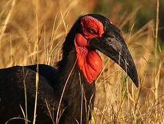 Southern Ground Hornbill