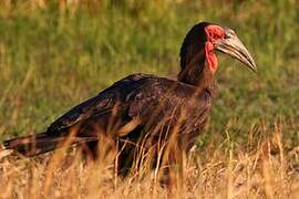 Southern Ground Hornbill