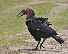 Southern Ground Hornbill