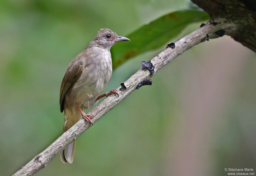Bulbul à front cendré