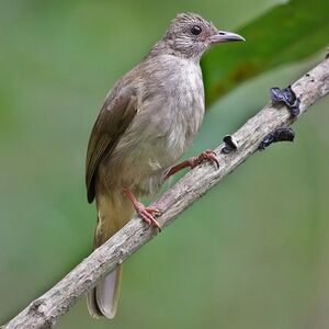 Bulbul à front cendré