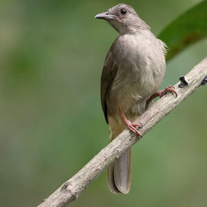Bulbul à front cendré