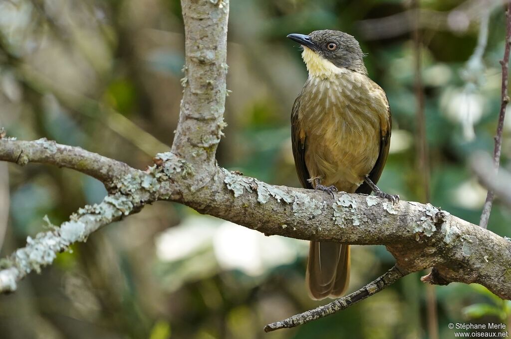 Bulbul à gorge claireadulte, pigmentation