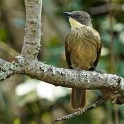 Bulbul à gorge claire