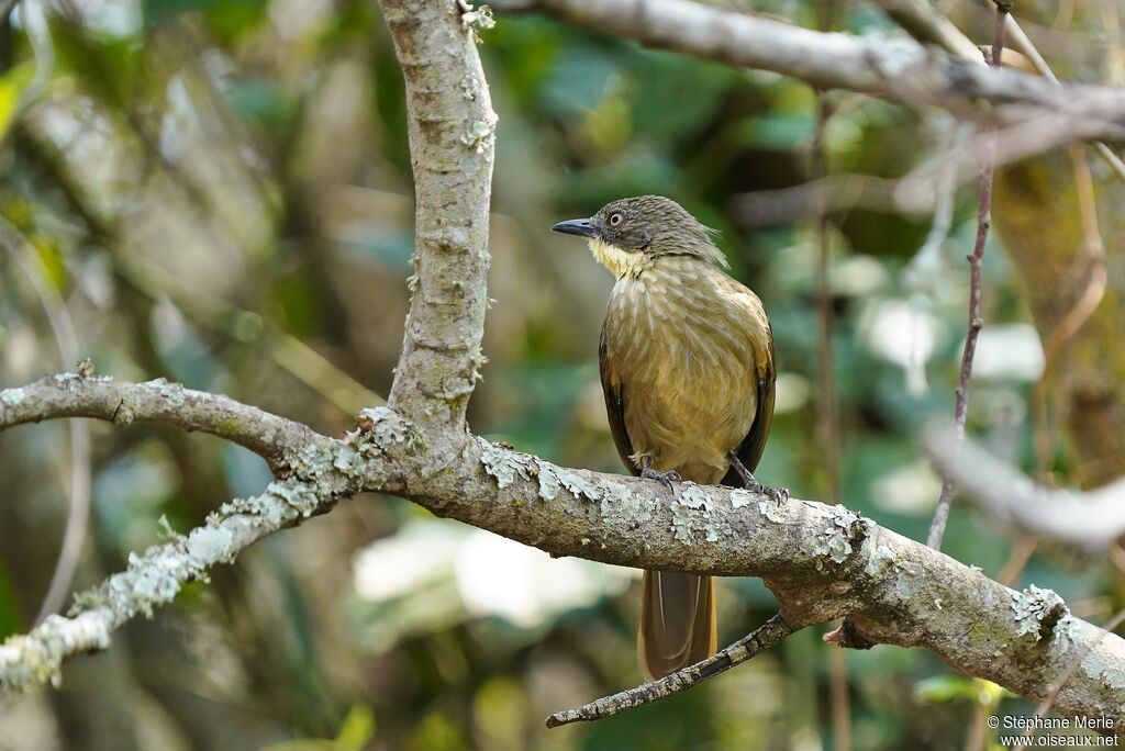 Bulbul à gorge claire