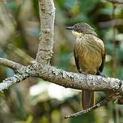 Bulbul à gorge claire