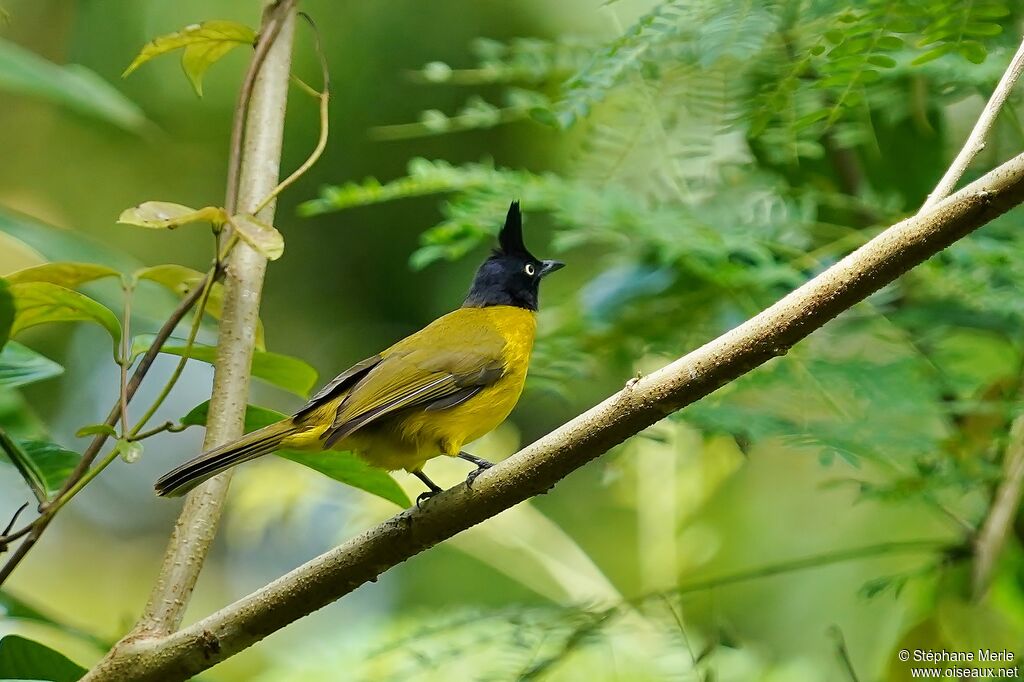 Bulbul à huppe noireadulte