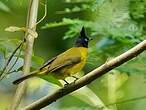 Bulbul à huppe noire