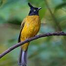 Bulbul à huppe noire
