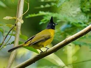 Bulbul à huppe noire