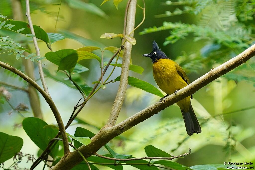 Bulbul à huppe noireadulte