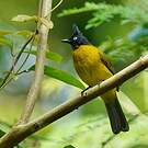 Bulbul à huppe noire