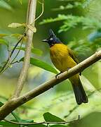 Black-crested Bulbul