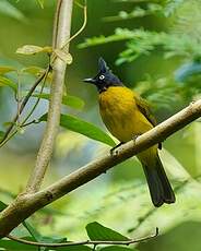 Bulbul à huppe noire