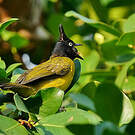 Bulbul à huppe noire