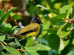 Bulbul à huppe noire