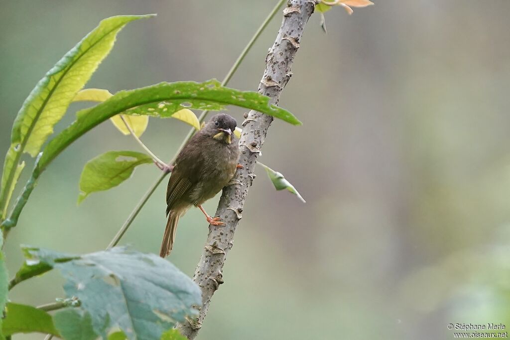 Yellow-whiskered Greenbuladult, habitat, pigmentation