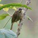 Bulbul à moustaches jaunes