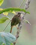 Bulbul à moustaches jaunes