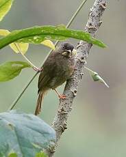 Bulbul à moustaches jaunes