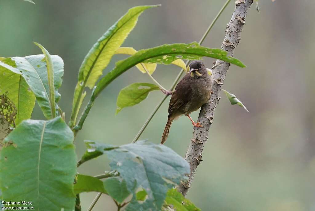 Bulbul à moustaches jaunesadulte, habitat, pigmentation