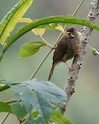 Bulbul à moustaches jaunes