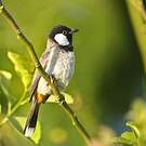 Bulbul à oreillons blancs