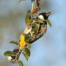 Bulbul à oreillons blancs