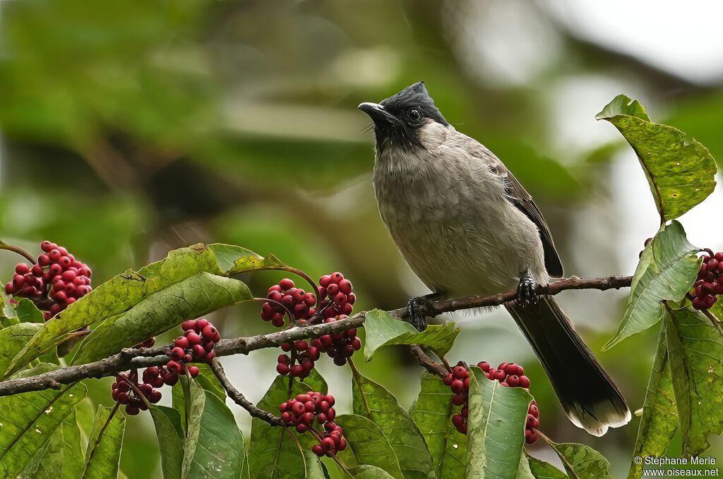 Bulbul à poitrine bruneadulte