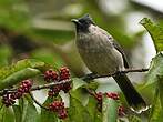 Bulbul à poitrine brune